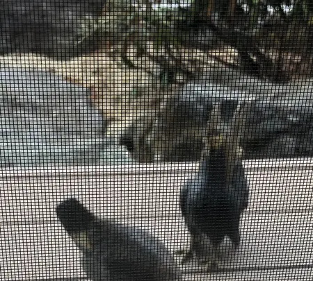 和花の写真・動画_image_488768