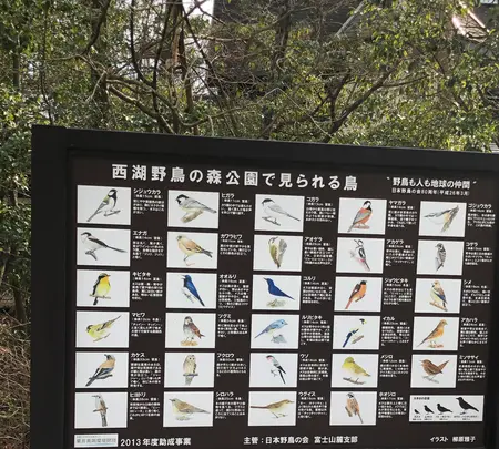 西湖 野鳥の森公園の写真・動画_image_488780