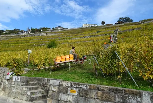 Chexbres Villageの写真・動画_image_489688