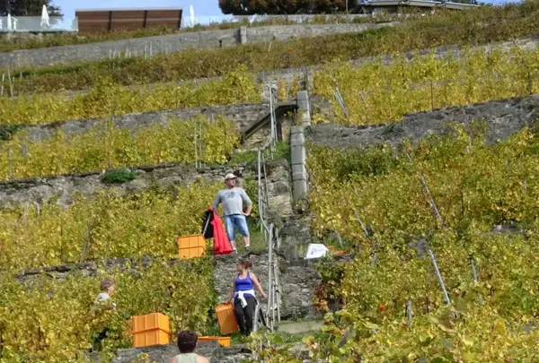 Chexbres Villageの写真・動画_image_489694
