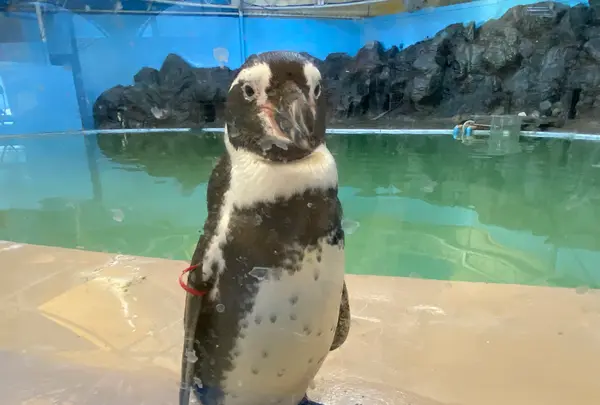新屋島水族館の写真・動画_image_489731