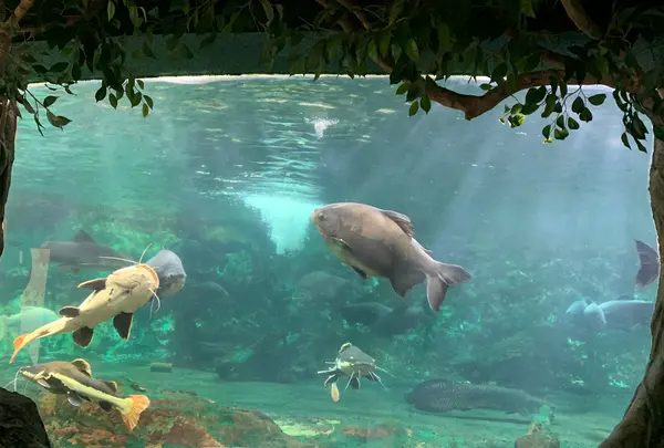 新屋島水族館の写真・動画_image_489732