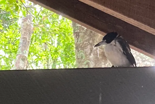 Binna Burra Lodgeの写真・動画_image_490039