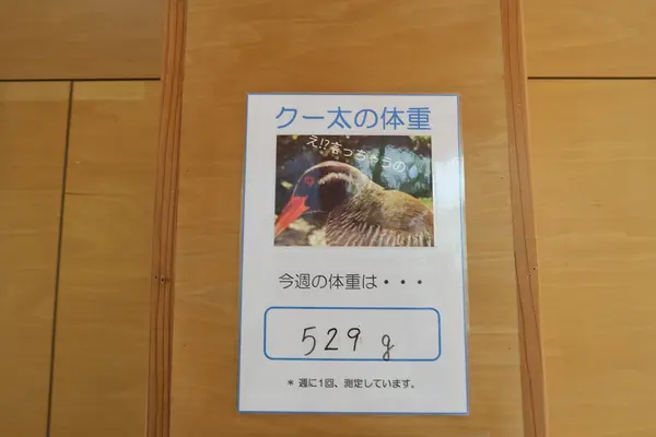 やヤンバルクイナ生態展示学習施設の写真・動画_image_490767