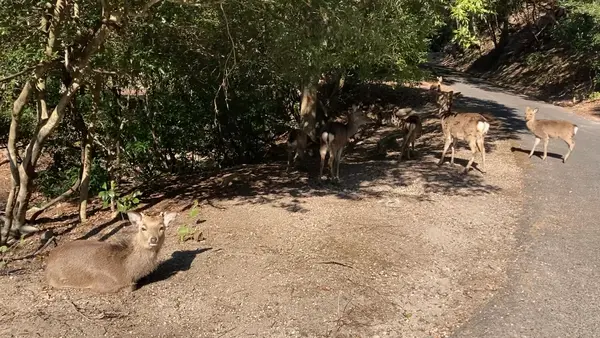宮島（厳島）の写真・動画_image_491281