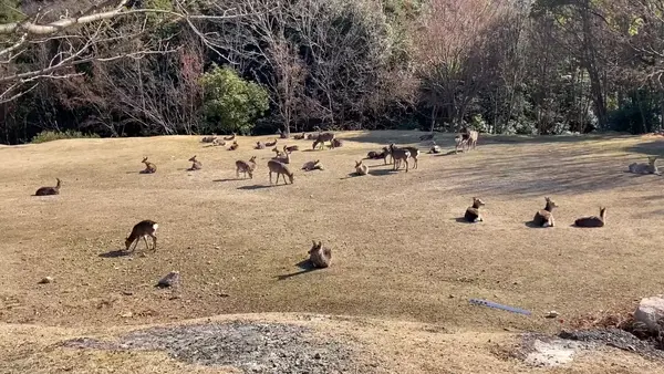 宮島（厳島）の写真・動画_image_491282