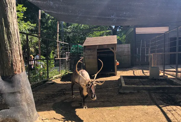 アニマルワンダーリゾウト（市原ぞうの国）の写真・動画_image_491584