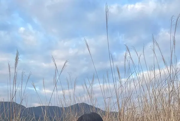 仙石原すすき草原の写真・動画_image_492714