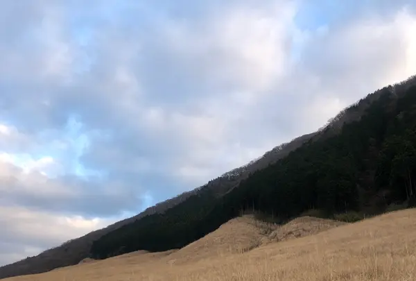 仙石原すすき草原の写真・動画_image_492715