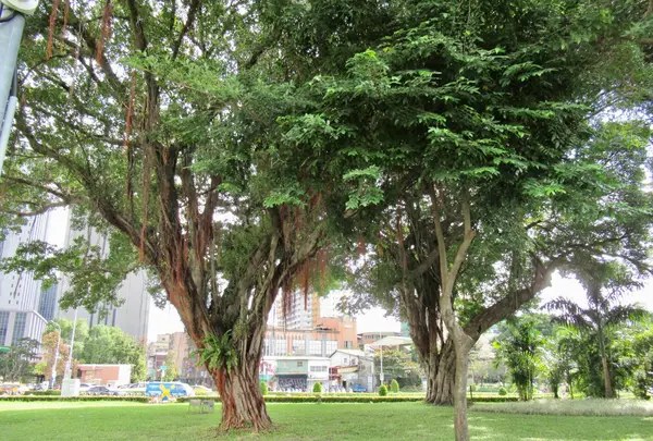 和平青草園の写真・動画_image_493950