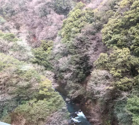 箱根登山鉄道沿線の写真・動画_image_494359
