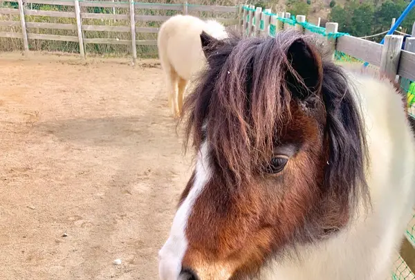八天堂 カフェリエ （Hattendo Cafelie）の写真・動画_image_494813