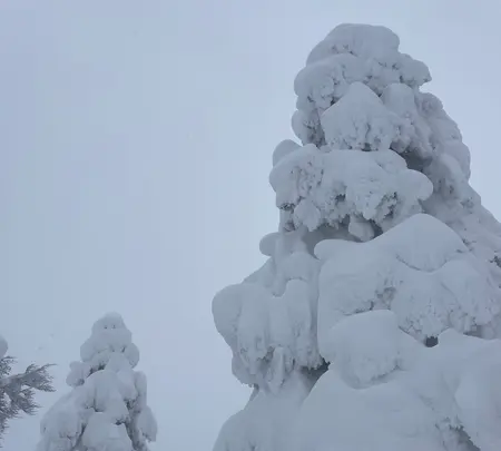 蔵王の樹氷の写真・動画_image_495020