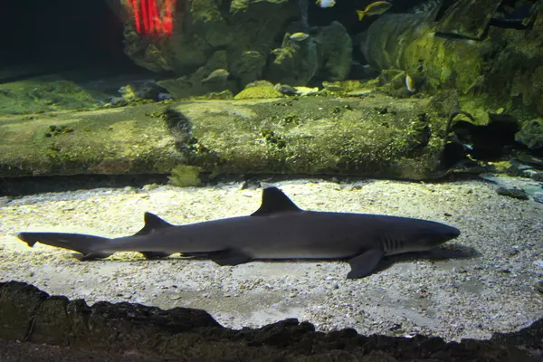 Under Water World（アンダーウォーターワールド）の写真・動画_image_496052