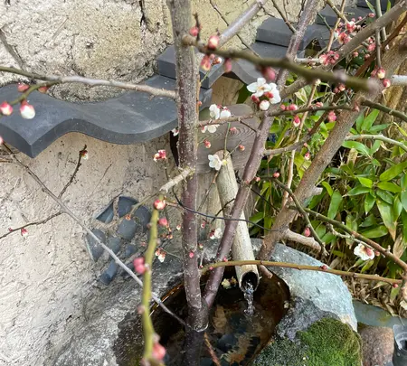 はつ花 本店の写真・動画_image_496152