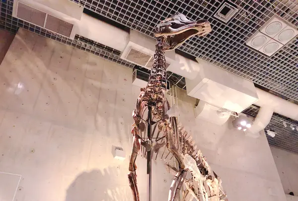 国立科学博物館の写真・動画_image_497164
