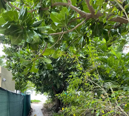 Tumon beach（タモン・ビーチ）の写真・動画_image_500230