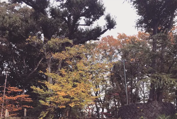 世田谷城址公園の写真・動画_image_500632