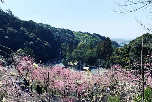大縣神社の写真・動画_image_500670