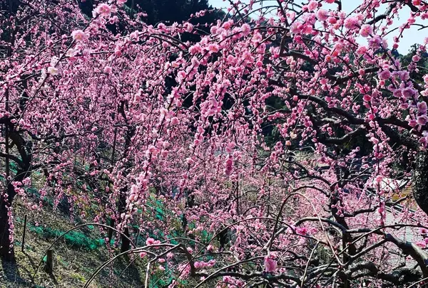 大縣神社の写真・動画_image_500672
