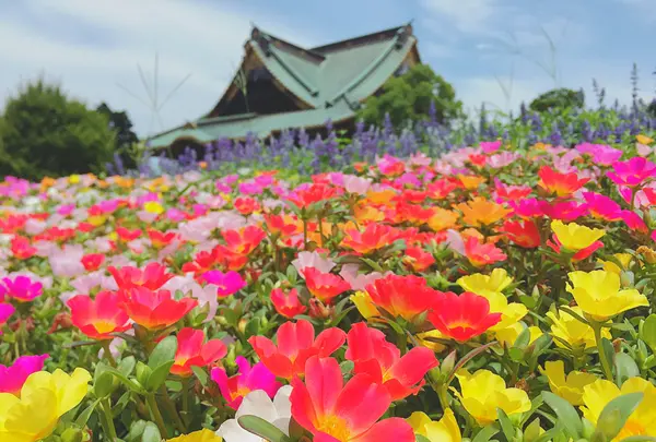 成田山新勝寺の写真・動画_image_501630