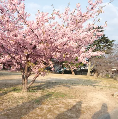 萩城城下町の写真・動画_image_501973