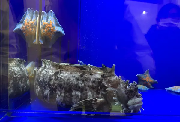 オホーツク流氷館の写真・動画_image_502054