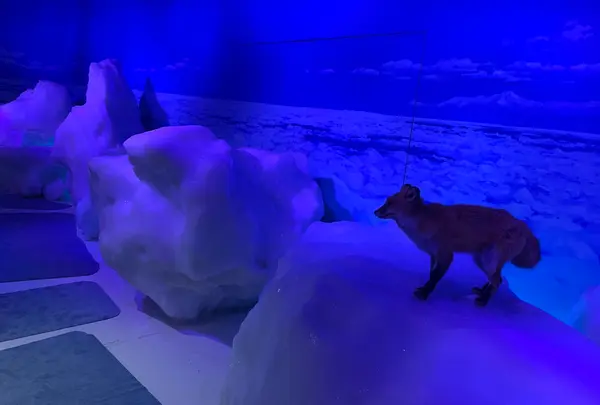 オホーツク流氷館の写真・動画_image_502058