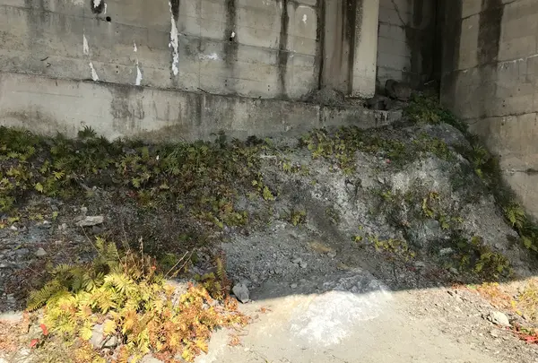 道の駅三野の写真・動画_image_502565