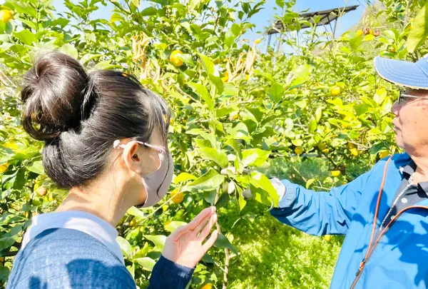 黄金の島＠末岡新果園の写真・動画_image_502765