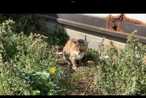 聖天島公園の写真・動画_image_502962