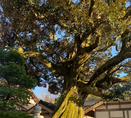 正蓮寺の写真・動画_image_503029