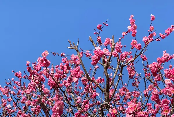 兼六園 梅林の写真・動画_image_504127
