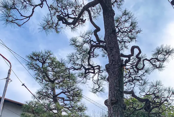 才蔵寺の写真・動画_image_505040