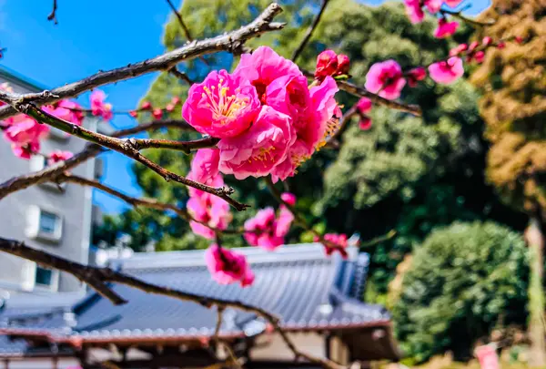 尾長天満宮の写真・動画_image_505052