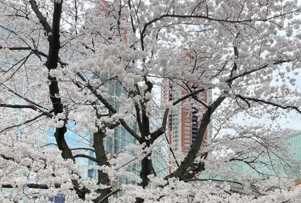 毛利庭園の写真・動画_image_505199