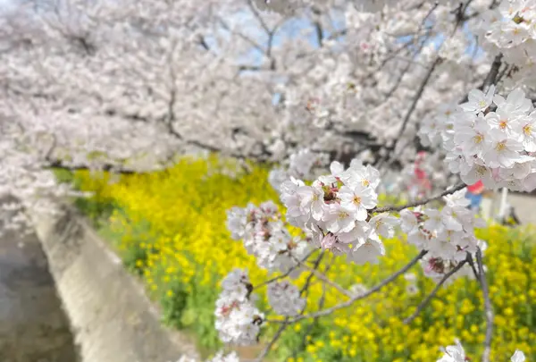 五条川の写真・動画_image_505401