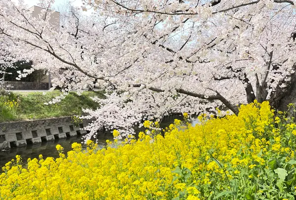 五条川の写真・動画_image_505402