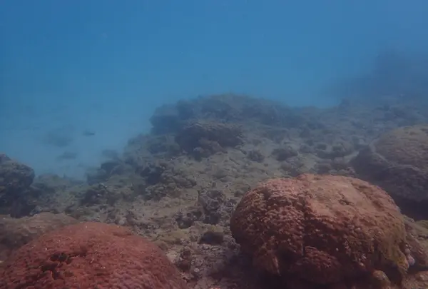 ナンタ浜の写真・動画_image_505540