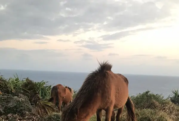東崎展望台の写真・動画_image_505554