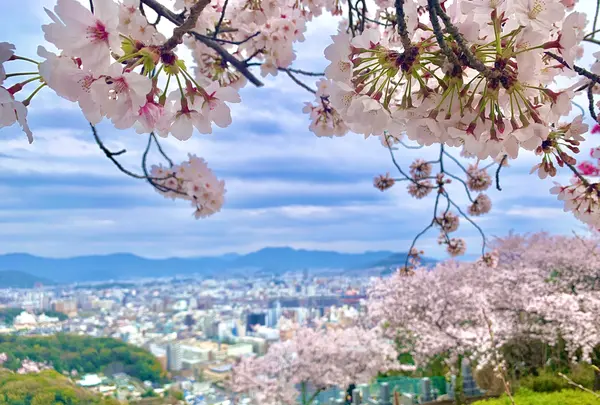 二葉山平和塔の写真・動画_image_505818