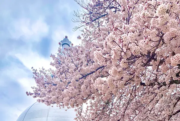 二葉山平和塔の写真・動画_image_505820