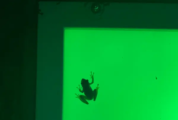 清津峡渓谷トンネルの写真・動画_image_506318