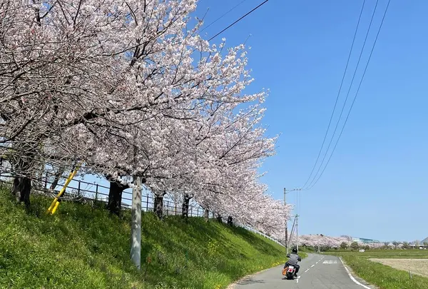 大榑川堤の桜並木の写真・動画_image_507296