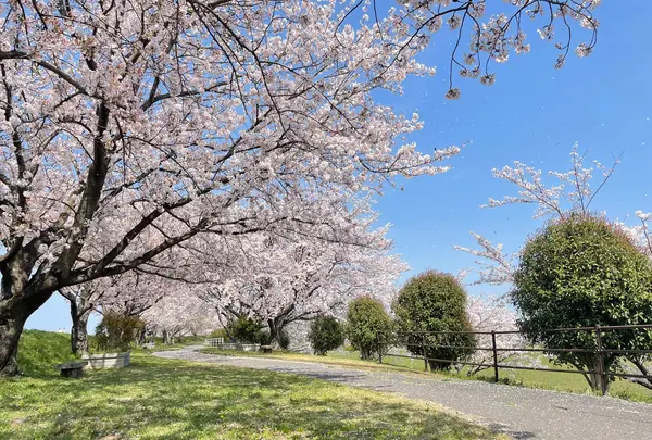 大榑川堤の桜並木の写真・動画_image_507298