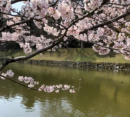 玄宮園の写真・動画_image_507321