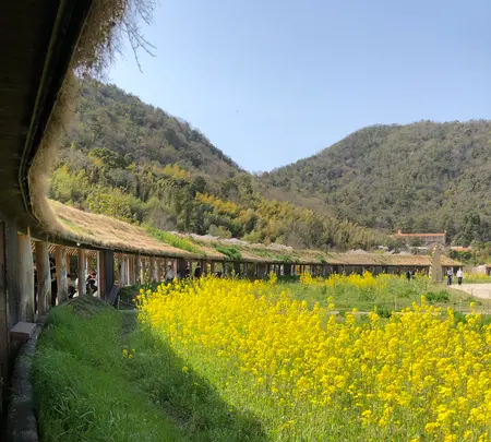 ラコリーナ近江八幡の写真・動画_image_507424