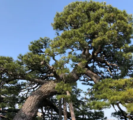 満月寺 浮御堂の写真・動画_image_507429
