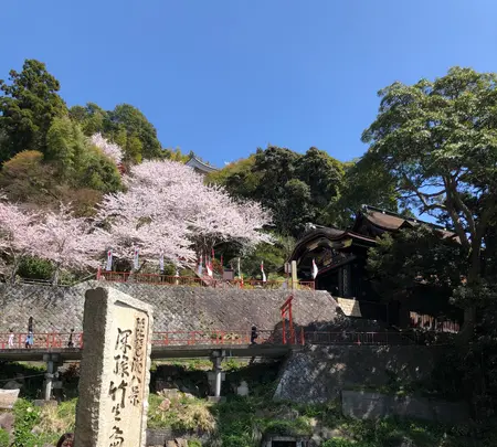 竹生島の写真・動画_image_507574