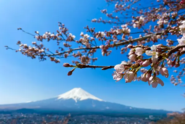 新倉山浅間公園の写真・動画_image_508099
